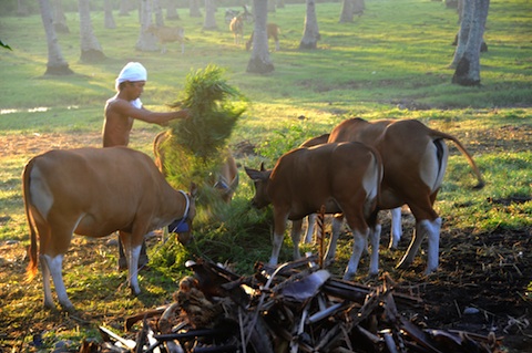 Feeding_the_Banteng_medium